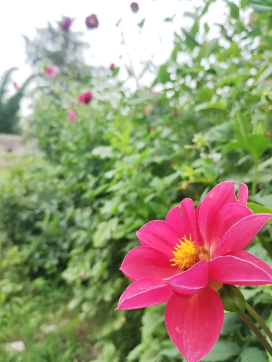 Flores del jardín de Casa de Flores